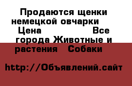 Продаются щенки немецкой овчарки!!! › Цена ­ 6000-8000 - Все города Животные и растения » Собаки   
